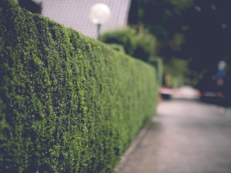 Cerco vivo verde y parejo en un jardín