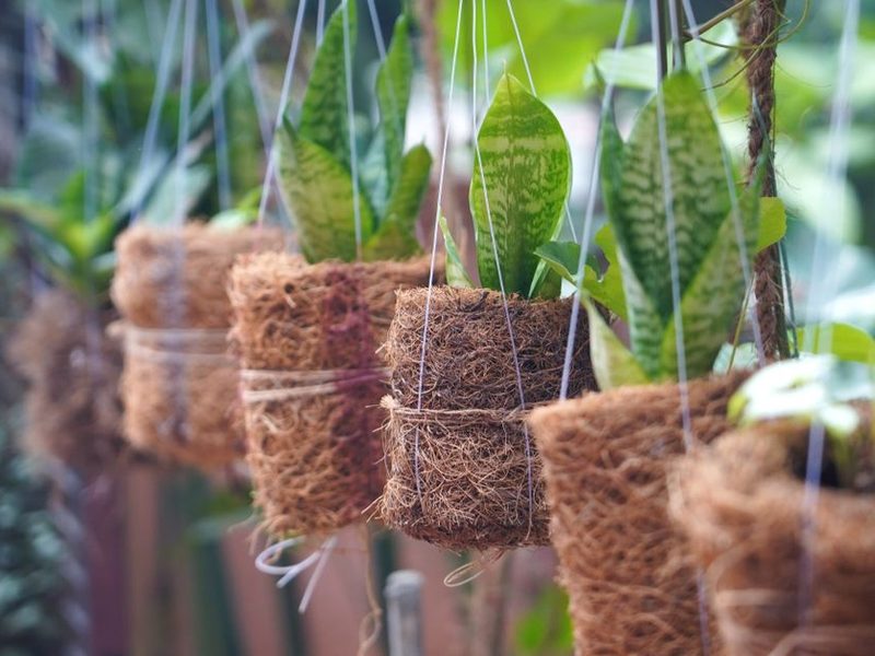 Maceta de fibra de coco con una planta